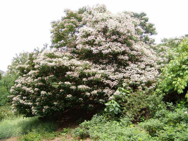 Harlequin Glorybower (Clerodendrum trichotomum)